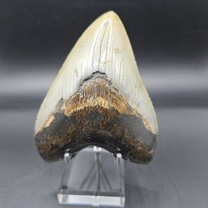 - Megalodon tooth from South Carolina